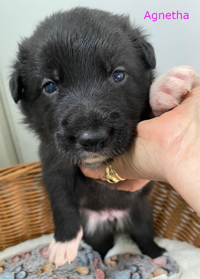 4 Hundebabys, Rüden + Hündinnen, geb. 03/2025