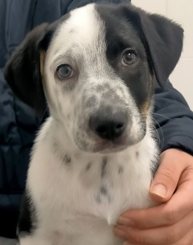 2 Hundebabys, männlich, geb. 011/2024, VERMITTELT