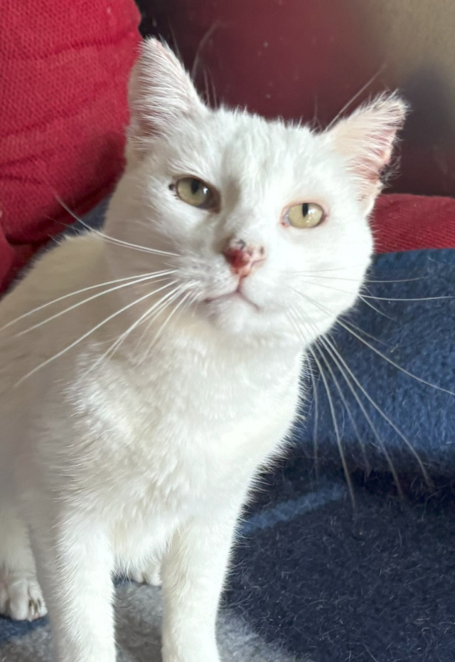 Burrata, Kater, geb. 2020, VERMITTELT