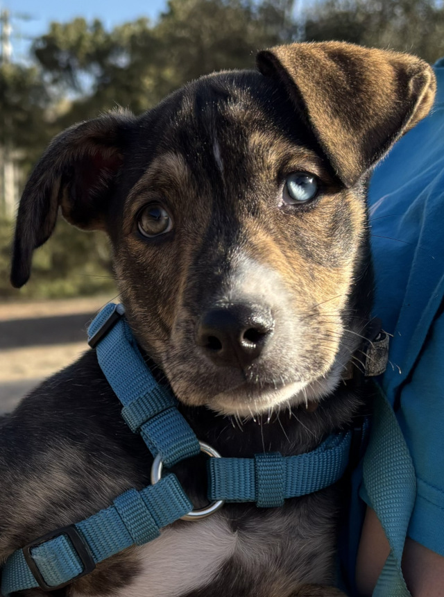 Dean, männlich, geb. 08/2025