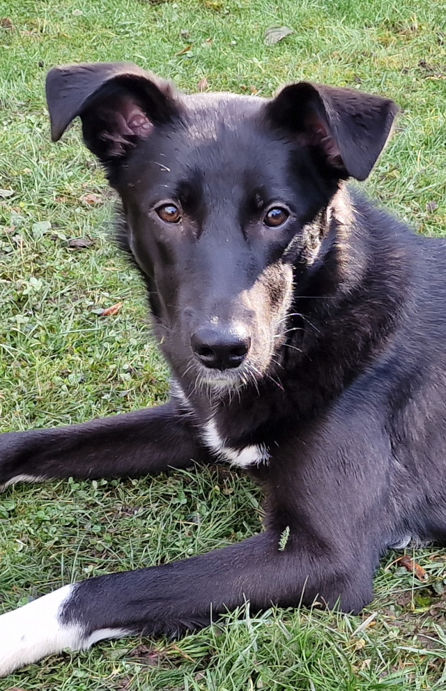 Elly, Hündin, geb. 03/2025, Lebt zur Zeit in Frankfurt