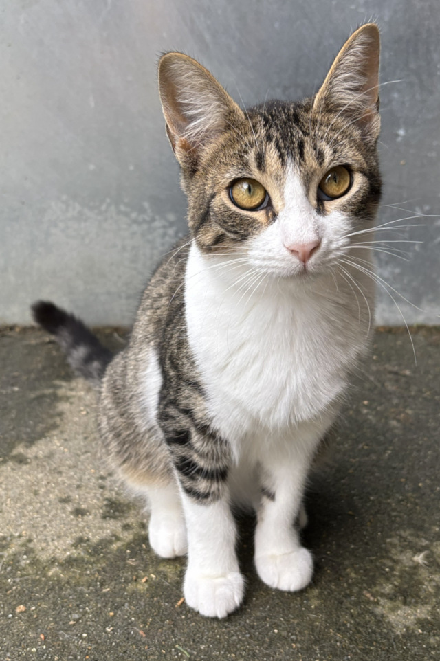 Jasper, männlich, geb. 05/2025