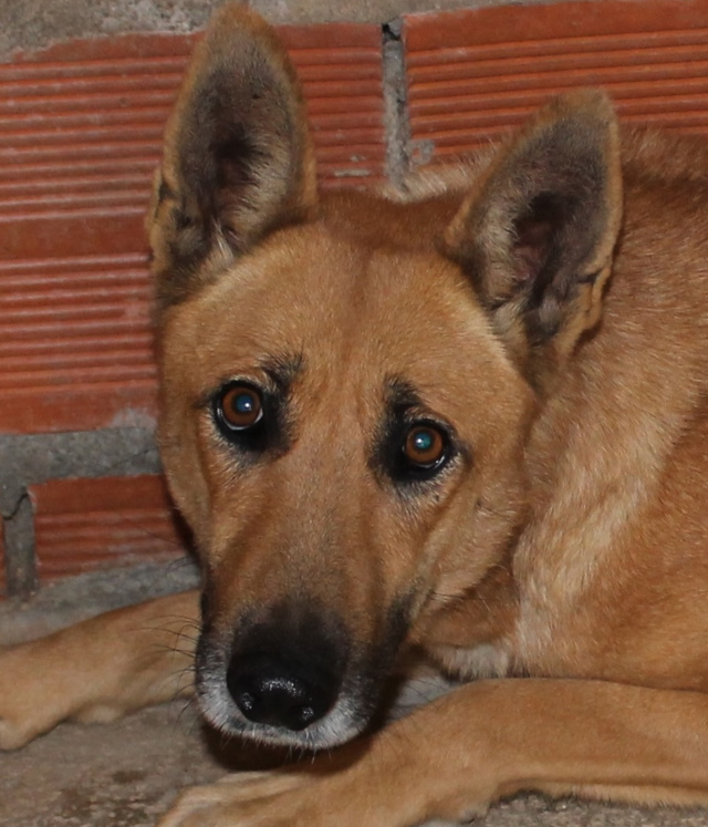 Kari, Hündin, geb. 01/2025