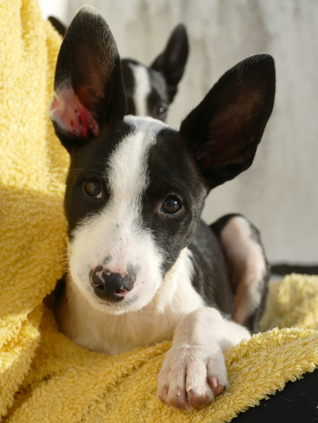3 Hundebabys, Rüden + Hündin, geb. 11/2024, bald in 71566 Althütte