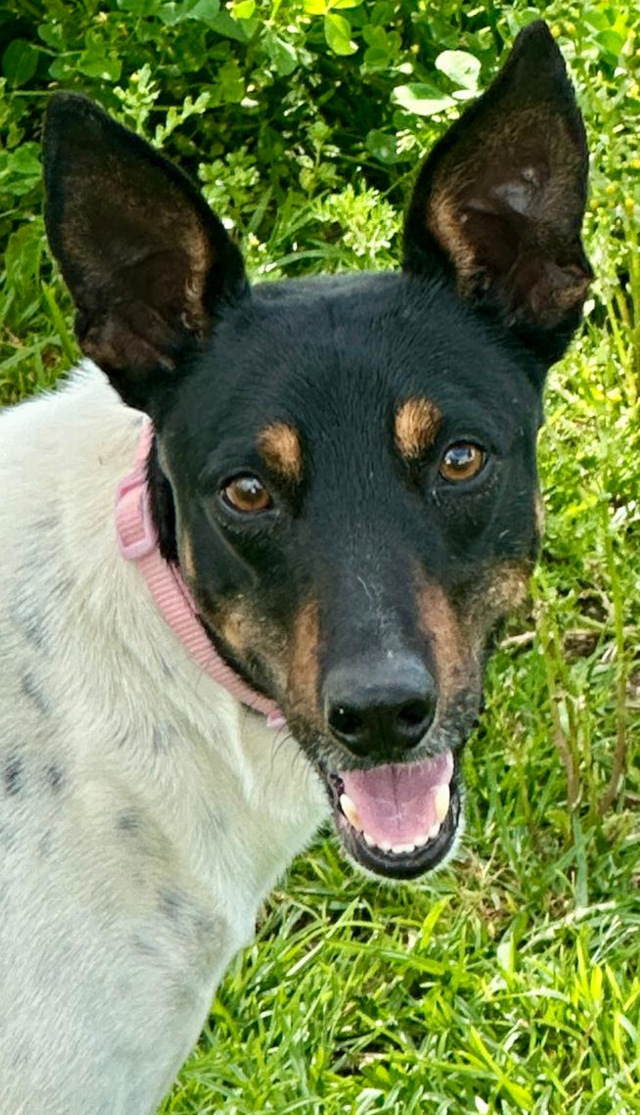 Mowgli, Rüde, geb. 11/2023