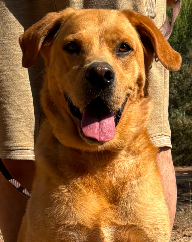 Ollie, Rüde, geb. 2020