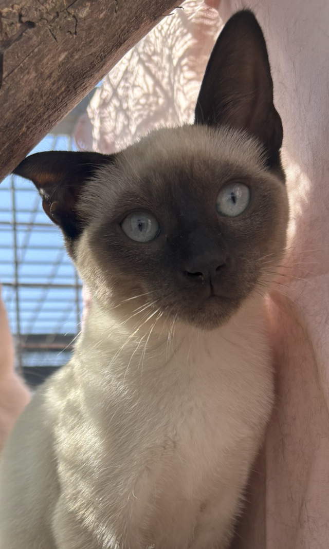2 Katzenbabys, weiblich + männlich, geb. 04/2025, BEIDE RESERVIERT