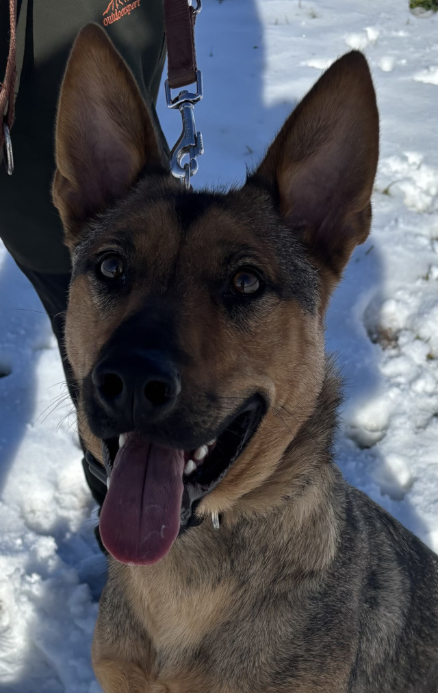 Thor, Rüde, geb. 06/2024, Pflegestelle in 71566 Althütte